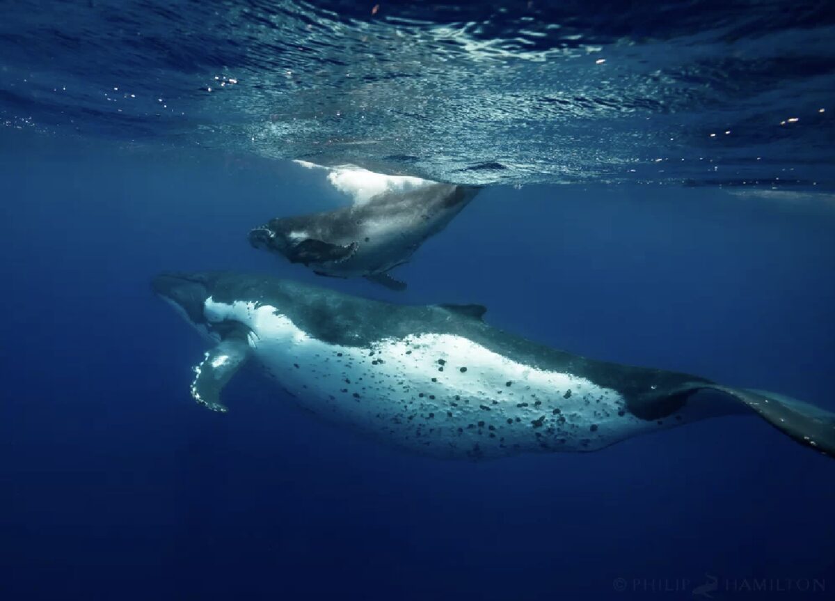 寄り添って泳ぐザトウクジラの母子