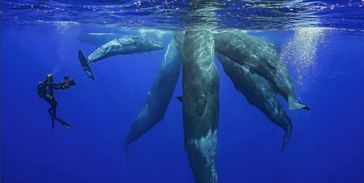 マッコウクジラの群れを撮影するダイバー
